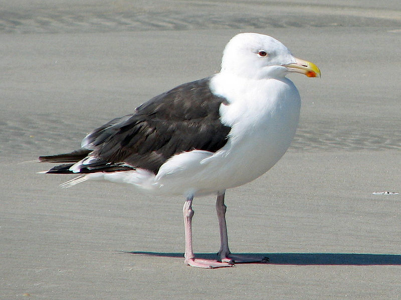 File:Great black-backed gull, (Larus marinus) RWD2.jpg