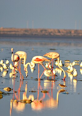 Greater flamingo, Jamnagar