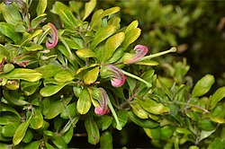 Grevillea masonii.jpg