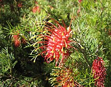 Grevillea thelemanniana.jpg