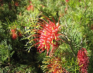 <i>Grevillea thelemanniana</i> Species of shrub in the family Proteaceae endemic to Western Australia