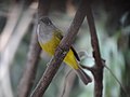 Grey-headed Canary-Flycatcher - Culicicapa ceylonensis - DSC04265.jpg
