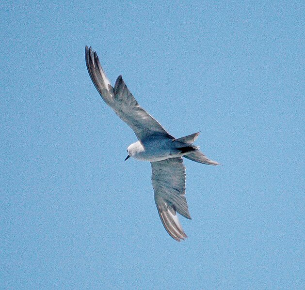 File:Grey Ternlet flight NZ jan05.jpg