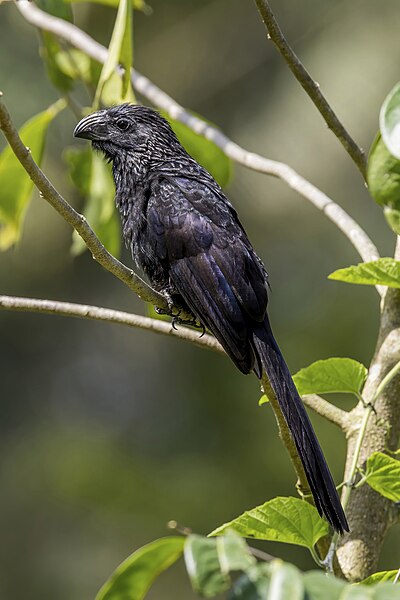 File:Groove-billed ani (Crotophaga sulcirostris) Cayo.jpg