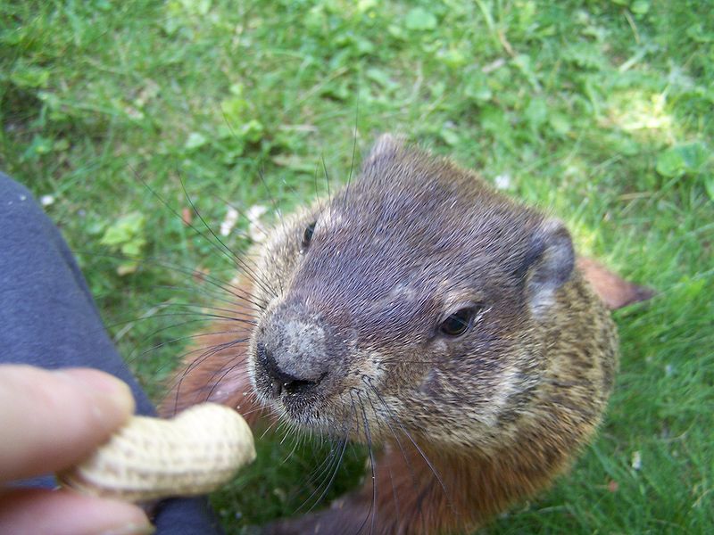 File:Groundhogpeanut2.jpg