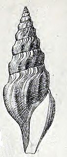 <i>Gymnobela atypha</i> species of mollusc