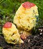 Two bright yellow mushrooms growing in the ground, each with a red disc at the top.