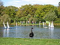 A black swan and model yachts on Victoria Lake