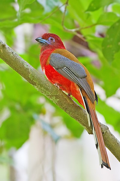 File:Harpactes erythrocephalus - Khao Yai.jpg