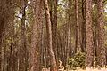 * Nomination Forest in Immouzer, Morocco by Anass Errihani --Reda benkhadra 18:10, 16 May 2016 (UTC) * Decline Wrong focus: Either the foreground trees should be sharp or the man in the forest (who acts as eyecatcher). However, the focal area is somewhere in between. --Cccefalon 07:11, 26 May 2016 (UTC)