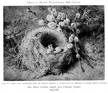 Study of a bird's nest, jaren 1880