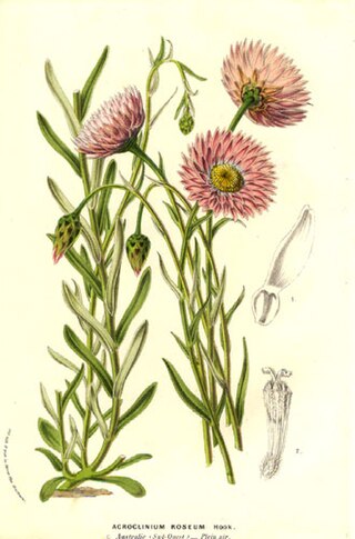 <i>Rhodanthe</i> Genus of Australian plants
