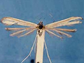 <i>Hellinsia agraphodactylus</i> Species of plume moth