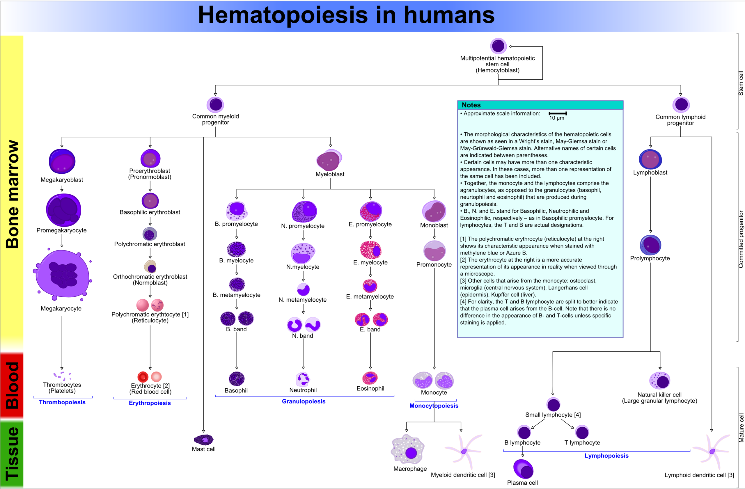 Fichier:Hematopoiesis (human) diagram.png - Wikipédia