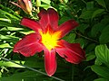 Miniatuur voor Bestand:Hemerocallis cultivar.jpg