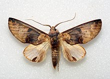 Hemiceras meona - Peru (8267053267) .jpg