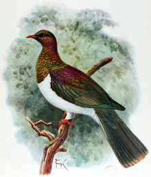 painting of a white and coloured pigeon