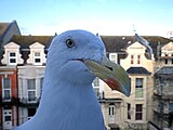 Seagull trying his luck at a kitchen window, Bexhill.