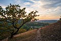 Hessigheim - Felsengärten - Trockenwiese, Baum und Blick ins Neckartal (1)