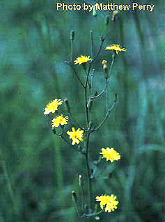 <i>Hieracium paniculatum</i> Species of flowering plant