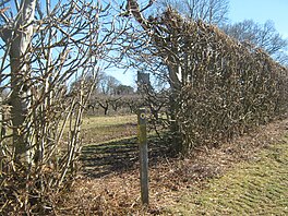 Tinggi Weald Lanskap jalan melalui kebun untuk Wittersham - geograph.org.inggris - 1744060.jpg