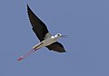 * Nomination Black-winged Stilt (Himantopus himantopus) --Zcebeci 11:38, 17 June 2020 (UTC) * Promotion Good quality. --Peulle 10:51, 17 June 2020 (UTC)