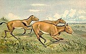 Life restoration of a herd of the Miocene-Pleistocene horse Hipparion. Heinrich Harder (1920). Hipparion3.jpg