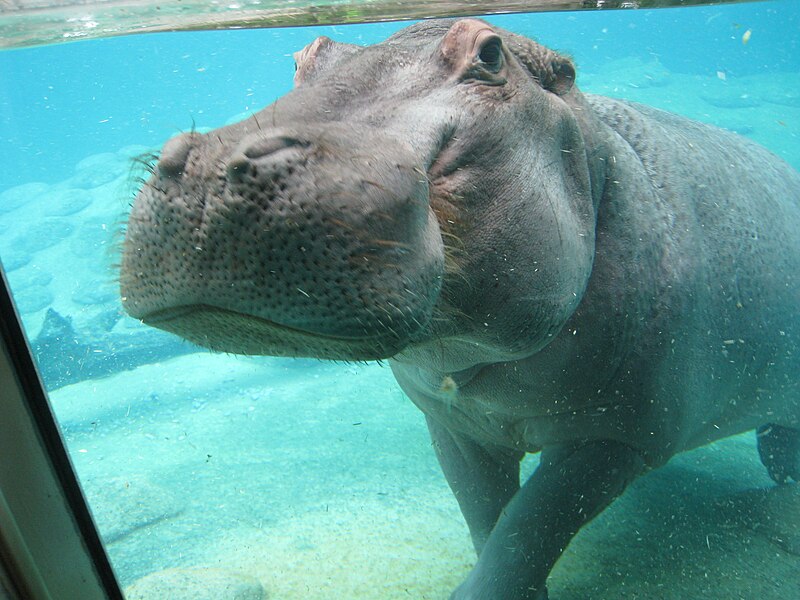 File:Hippoquarium.jpg