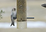 Thumbnail for File:Hoary Redpoll - 16357912570.jpg