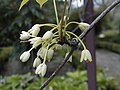 Květenství Stauntonia (Holboellia) coriacea