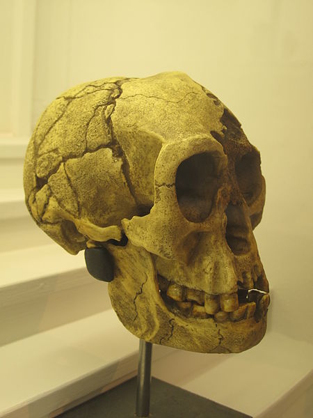 File:Homo floresiensis IMG 2936.JPG