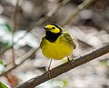 Thumbnail for File:Hooded warbler (52420).jpg