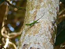 Рогат летящ гущер (Draco cornutus) мъжки и Borneo Tree Skink (Dasia vittata) (15415237729) .jpg
