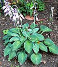 Vignette pour Hosta (genre)