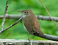 Thumbnail for File:House wren in Prospect Park (23241).jpg