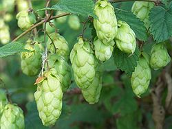 Humall (Humulus lupulus)