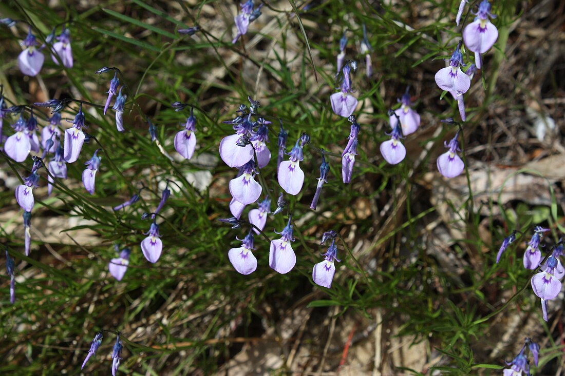 Calceolaria calycina