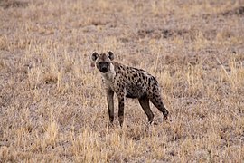 Hyène dans la Réserve nationale du Masai Mara.