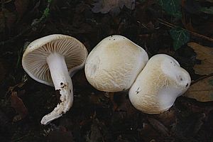 Hygrophorus discoxanthus 151018w.JPG