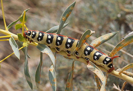 Hyles euphorbiae (Spurge Hawk-moth), caterpillar