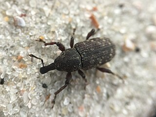<i>Hylobius aliradicis</i> Species of beetle