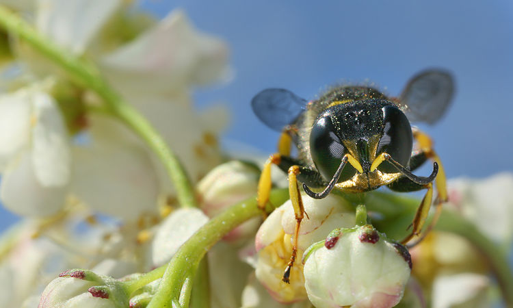 Роющая оса (Ectemnius lapidarius)