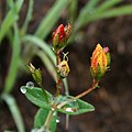 Hypericum aethiopicum subsp. aethiopicum