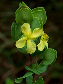 Hypericum crux-andreae Arkansas.jpg