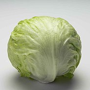 A head of iceberg lettuce on a blank white background