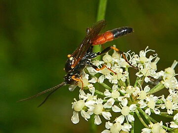 Ichneumon insidiosus feeding on Laserpitium latifolium Ichneumonidae - Ichneumon insidiosus..JPG