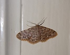 Idaea cervantaria