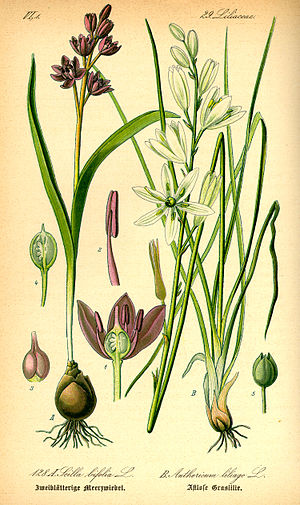 Ilustración de Scilla bifolia