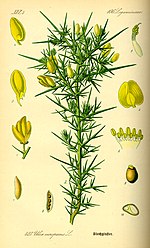 Miniatura per Ulex europaeus