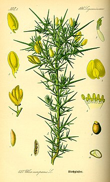 Illustration Ulex europaeus0.jpg